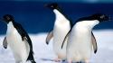 Animals pinguine wallpaper