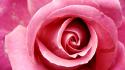 Beautiful Pink Rose wallpaper