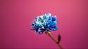 Blue In Pink Background Hd wallpaper