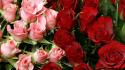 Pink Red Roses Bouquet wallpaper