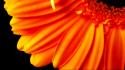 Pure Orange Flower 1080p Hd wallpaper