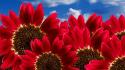 Pure Red Sunflowers wallpaper