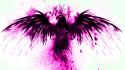 Purple eagles hawk white background wallpaper
