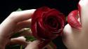 Red Rose Red Lips wallpaper