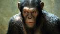 Rise Of The Planet Of The Apes Movie wallpaper