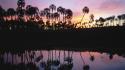 Silhouette palm trees reflections wallpaper