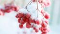 Snow fruits berries wallpaper