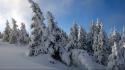 Snow Trees Hdtv 1080p Hd wallpaper