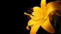 Yellow Lily Flower wallpaper