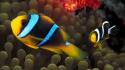 Animals gold spine clownfish sea anemones wallpaper