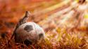 Animals soccer lizards fussball balls football futbol futebol wallpaper