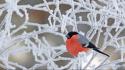 Birds animals bullfinch wallpaper