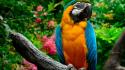 Birds animals parrots blue-and-yellow macaws wallpaper