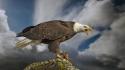 Birds eagles wallpaper