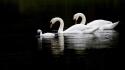 Birds family animals swans baby wallpaper