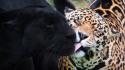 Cats animals jaguar wallpaper