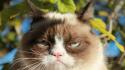 Cats funny meme animals troll grumpy cat wallpaper