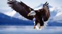 Flying birds animals bald eagles wallpaper