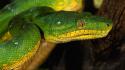 Green animals snakes reptiles wallpaper