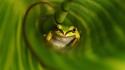 Green nature leaves national geographic frogs macro wallpaper