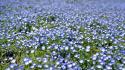 Japan flowers depth of field blue wildflowers wallpaper