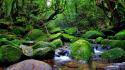 Landscapes nature trees rain forests creek after wallpaper