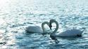 Love animals swans lakes two duck water bird wallpaper