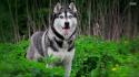 Nature animals leaves dogs husky siberian wallpaper