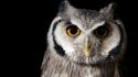 Nature eyes birds animals owls wallpaper