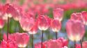 Nature flowers tulips pink wallpaper