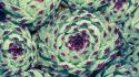 Nature plants water drops macro succulents wallpaper