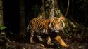 Tigers national geographic wallpaper