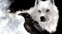 Albino jon snow ravens direwolf ghost wolves wallpaper
