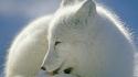 Animals canada arctic fox wallpaper