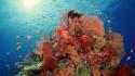 Animals fish coral sea anemones sealife wallpaper