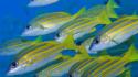 Animals fish wallpaper