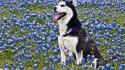 Animals husky blue flowers wallpaper