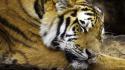 Animals tigers sleeping wallpaper