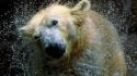Animals water drops bears polar splashes wallpaper