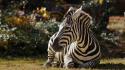 Animals zebras wallpaper