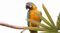 Birds animals parrots blue-and-yellow macaws branch wallpaper