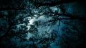 Blue landscapes nature trees night evening branches wallpaper