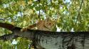 Climbing trees red cats animals wallpaper