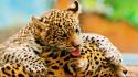 Family animals leopards baby wallpaper
