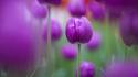 Flowers tulips purple wallpaper