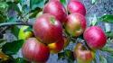 Fruits apples colors strong fresh vitamins wallpaper