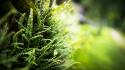 Green grass switzerland macro ferns wallpaper
