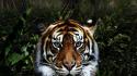Jungle animals tigers wallpaper