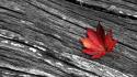 Leaves selective coloring wallpaper