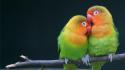 Multicolor birds animals parrots love bird wallpaper